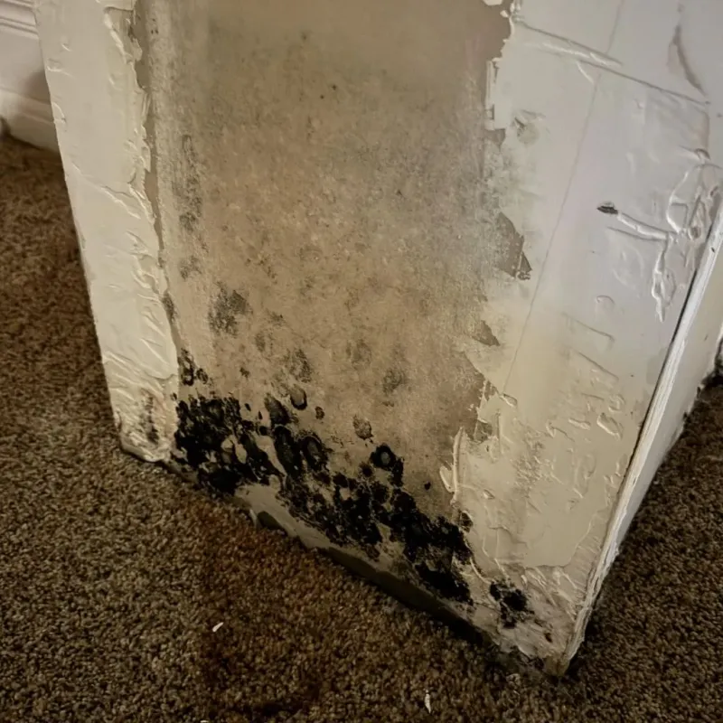 Professional Mold Removal in McKinney, TX